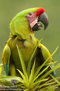 COSTA RICA